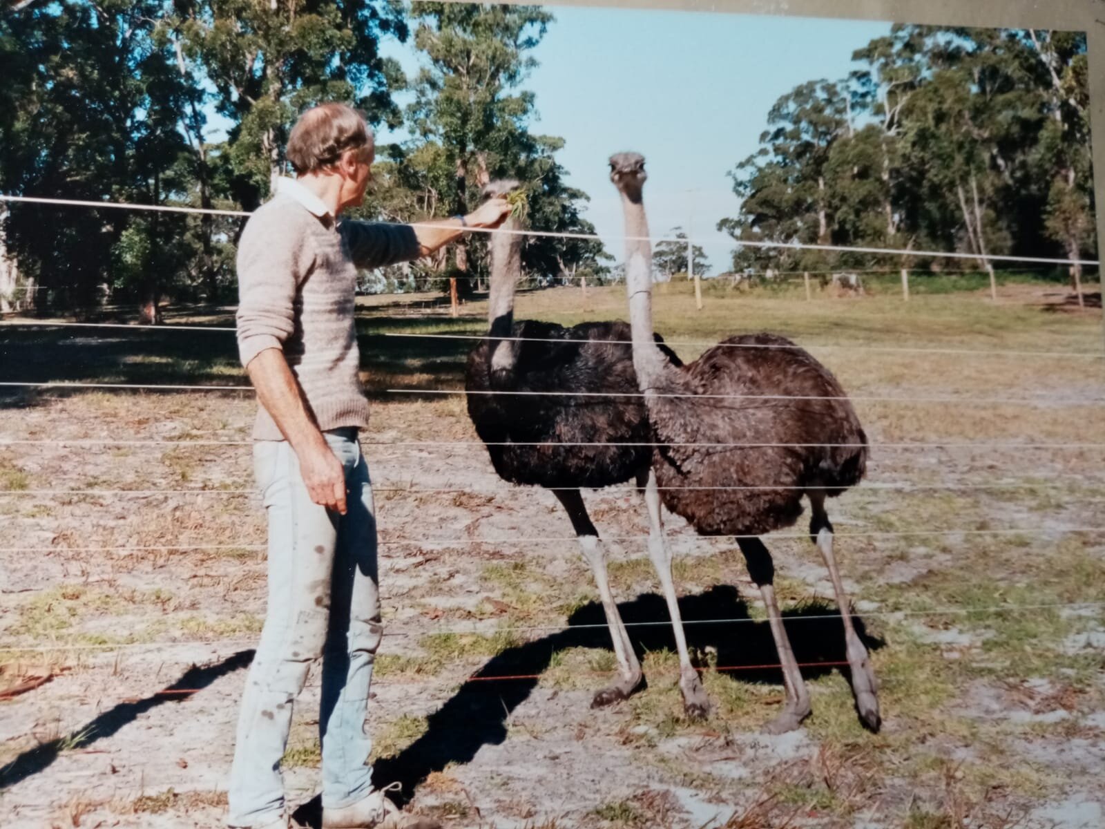 Richard+Earle+ostrich